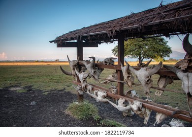 The Animal Skeleton At The Savana Bekol, Baluran, Indonesia