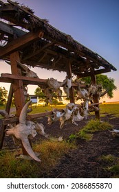 The Animal Skeleton At The Savana Bekol, Baluran, Indonesia