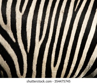 Animal Skin Texture For Concept Of Nature