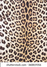 Animal Skin Texture For Concept Of Nature