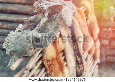 Animal skins on wattle and cow skulls. Rustic fence on which hunters dry tanned skins.