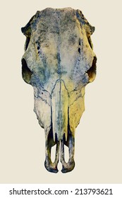 Animal skull