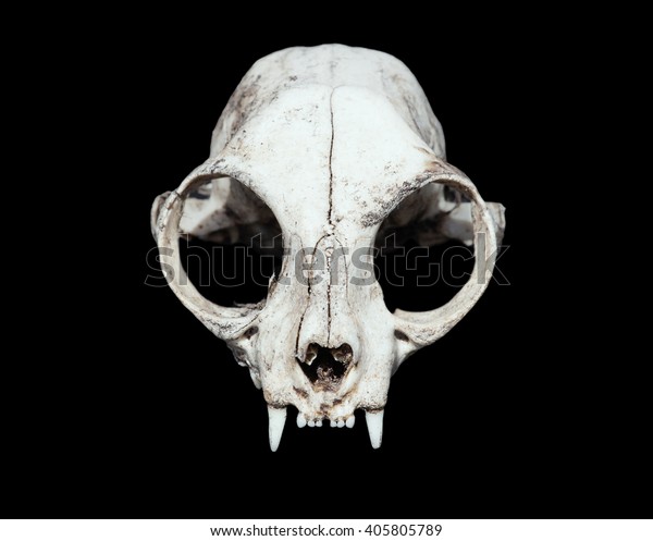 animal
skull