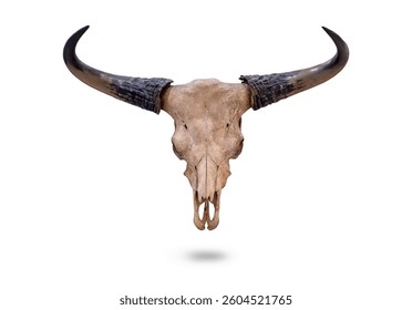 Animal skull Banteng - Bos javanicus isolated on white background.