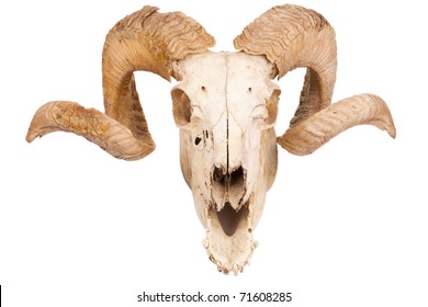 Animal Skull With Big Horn Isolated Isolated On White