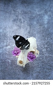 animal skull with black butterfly and flowers on dark abstract background close up. creative art surreal Gothic concept. mystery spirit, Halloween holiday. witchcraft, magic ritual. minimal style