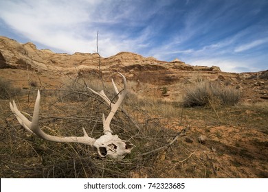 Animal Skull Decay in Hot Dry Utah Desert Canyon
