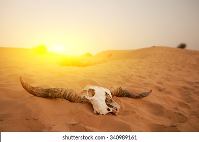 Animal Skull In The Desert