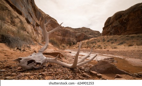 Animal Skull In Desert Canyon