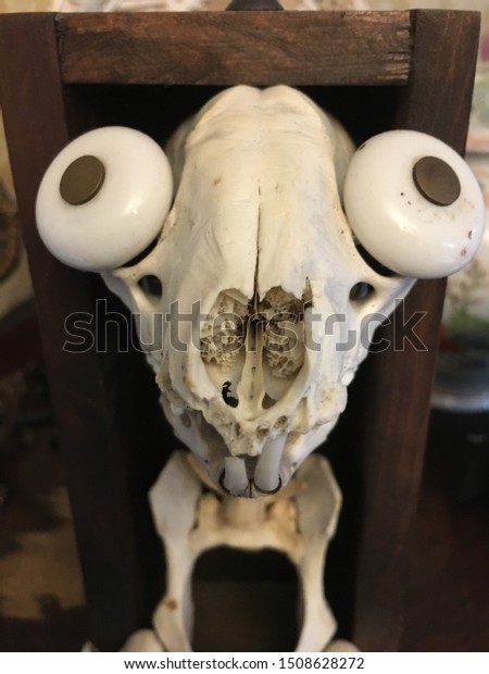 Animal Skull Door Knob Eye Holes Stock Photo Edit Now 1508628272