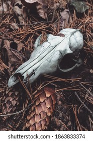 Animal Skull In The Forest.