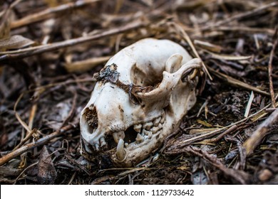 Animal Skull In Forest Decayed Texture