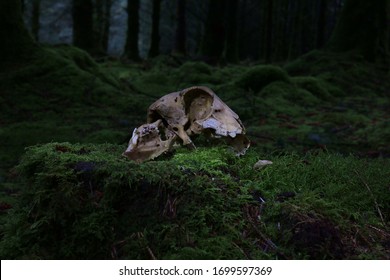 An animal skull illuminated by subtle diffused light on a mossy tree stump. The dark forest behind gives an unusual context like an offering to a god or an altar. - Powered by Shutterstock