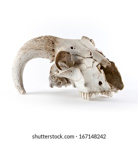 Animal skull isolated on white