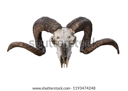 animal skull natural large curved brown horns on a white background. Sheep skull bone creepy trophy