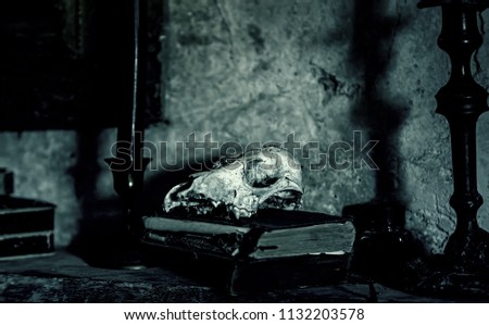 Similar – Image, Stock Photo books and skulls