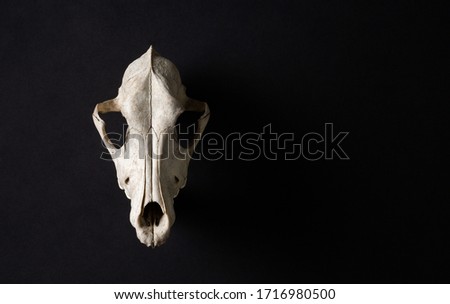 Animal skull on abstrtact black background. Room for text. Witchcraft concept.