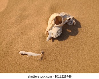 Animal Skull On Desert Sand