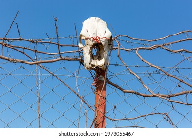 Animal Skull On Fence Post