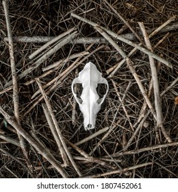 Animal skull on natural forest background. Top view. Dog skull. Concept of the card. - Powered by Shutterstock