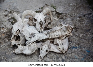 A Lot Of Animal Skulls. On Top Of The Sheep's Skull