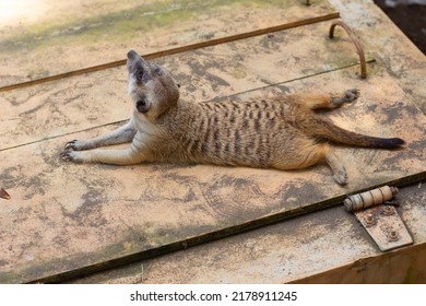 an animal from South Africa named meerkat (Suricata suricatta) that lives in a dug hole is lying relaxing sunbathing enjoying the sun