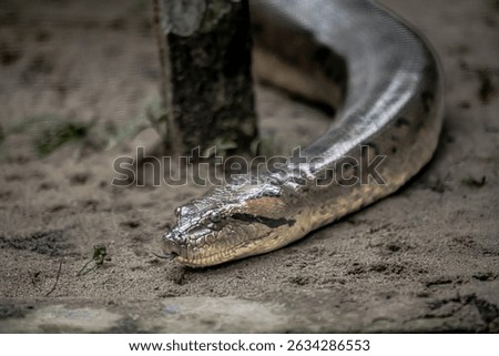 Animal species from the Peruvian Amazon, Boa, anaconda, Chameleon, Insects, monkey.