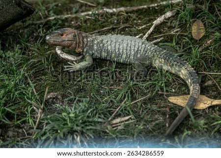 Animal species from the Peruvian Amazon, Boa, anaconda, Chameleon, Insects, monkey.