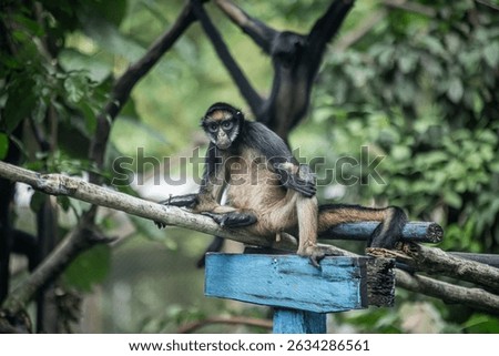 Animal species from the Peruvian Amazon, Boa, anaconda, Chameleon, Insects, monkey.