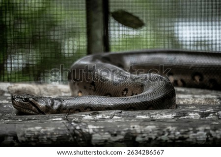 Animal species from the Peruvian Amazon, Boa, anaconda, Chameleon, Insects, monkey.