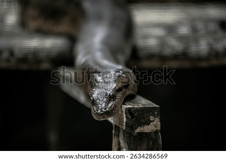 Animal species from the Peruvian Amazon, Boa, anaconda, Chameleon, Insects, monkey.