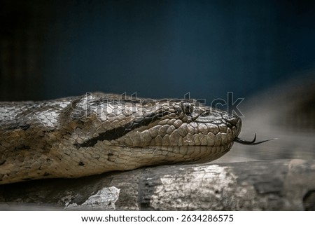 Animal species from the Peruvian Amazon, Boa, anaconda, Chameleon, Insects, monkey.