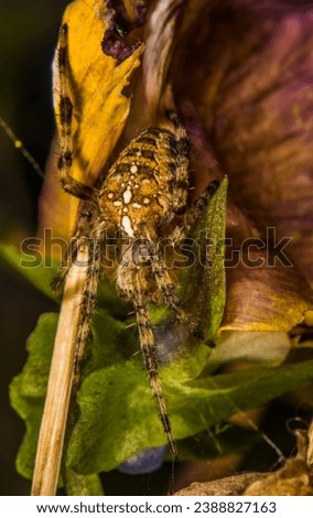 Animal, Spider, Arachnid, Garden Spider, Leaves, Female. Close-up. Wildlife,