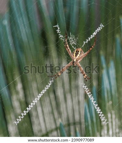 animal, spider, arachnid, Saint ndrew's Cross, Spider, Nature, Wildlife