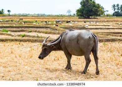 Animal Stock In Southeast Asia. Zebu, Buffalo Or Cow. Cattle On A Field. Village Life In Rural East Timor  (Timor-Leste), Near Baucau, Vemasse, Caicua.