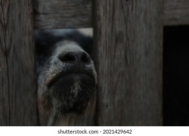 Animal Stuck In The Fence