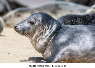 Animal Suffering. Close-up Of A Seal From The Horsey Colony UK With Fishing Net Line Caught Around Its Neck. Common Wound Caused By Plastic Marine Pollution From The Commercial Fishing Industry.