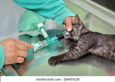 Animal Surgery, Cat With Anesthesia Breathing Circuit Set