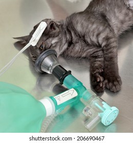 Animal Surgery, Cat With  Anesthesia Breathing Circuit Set