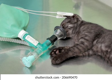 Animal Surgery, Cat With  Anesthesia Breathing Circuit Set