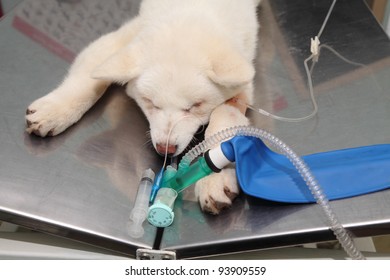 Animal Surgery, Dog With  Anesthesia Breathing Circuit Set