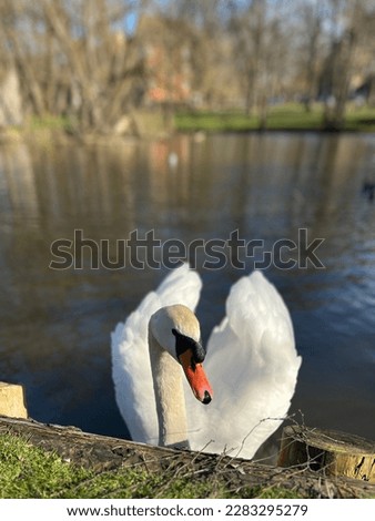 Animal swan bird natural outdoor park water beauty