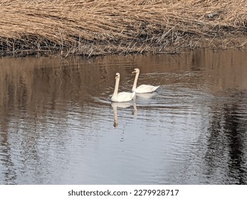 animal swans river white water