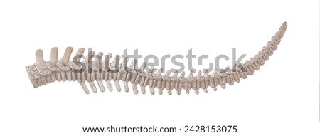 animal tail skeleton isolated on white background