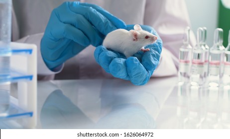 Animal Test. Researcher Injects Drug, Vaccine Into The Small Laboratory White Mouse By Subcutaneous Injection