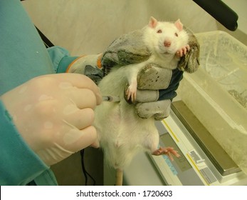 Animal Testing (white Lab Rat)