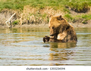 Animal Theme Photo, Bear Bathing And Pray In The Water, Wildlife Conservation