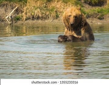 Animal Theme Photo, Grizzly Bear In The Water, Wildlife Conservation