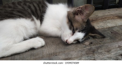 Animal Themed Photo Of A Cat Sleeping In The Morning. Against A Wooden Plank Background.