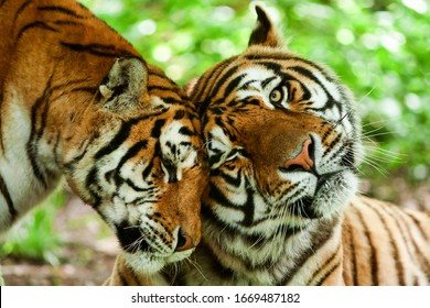 animal tiger love family hug two couple kiss pair emotion male and female tiger in a romantic pose in their natural habitat animal tiger love family hug two couple kiss pair emotion jaguar panther eye